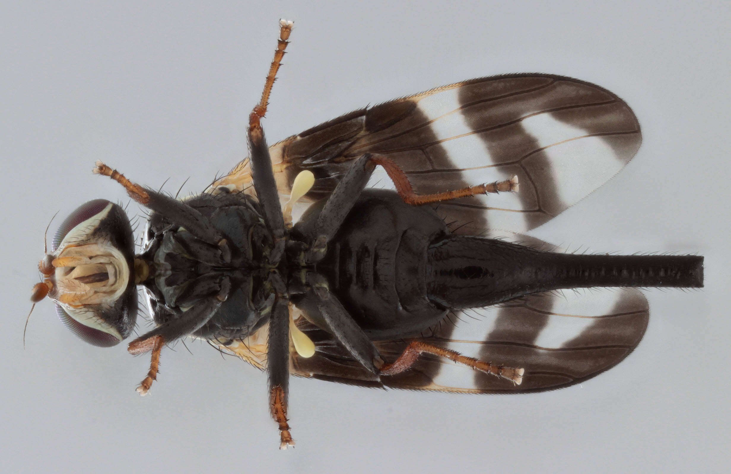 Image de Urophora quadrifasciata (Meigen 1826)