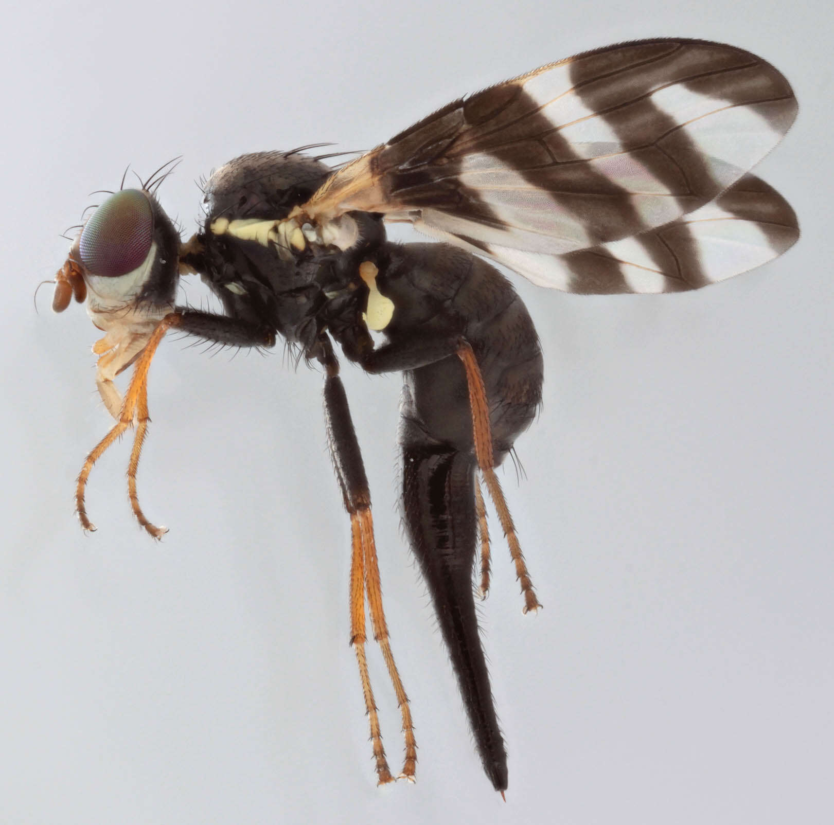 Image de Urophora quadrifasciata (Meigen 1826)