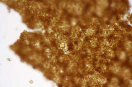 Image of Diderma simplex
