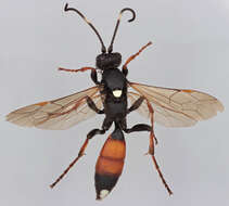 Image of Ichneumon bucculentus Wesmael 1845