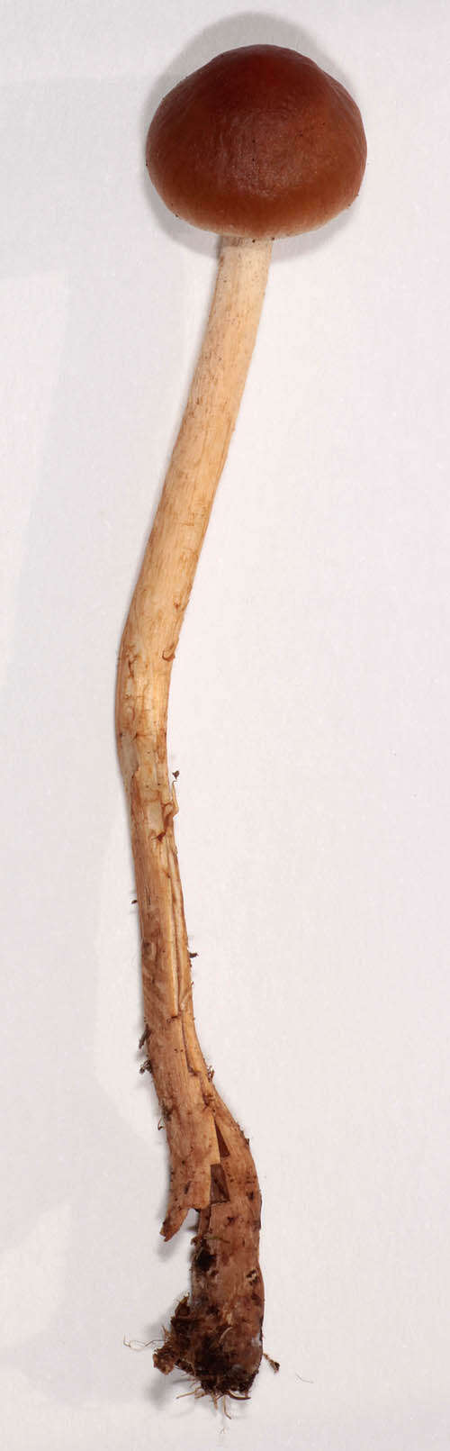 Image of Hypholoma ericaeum (Pers.) Kühner 1936