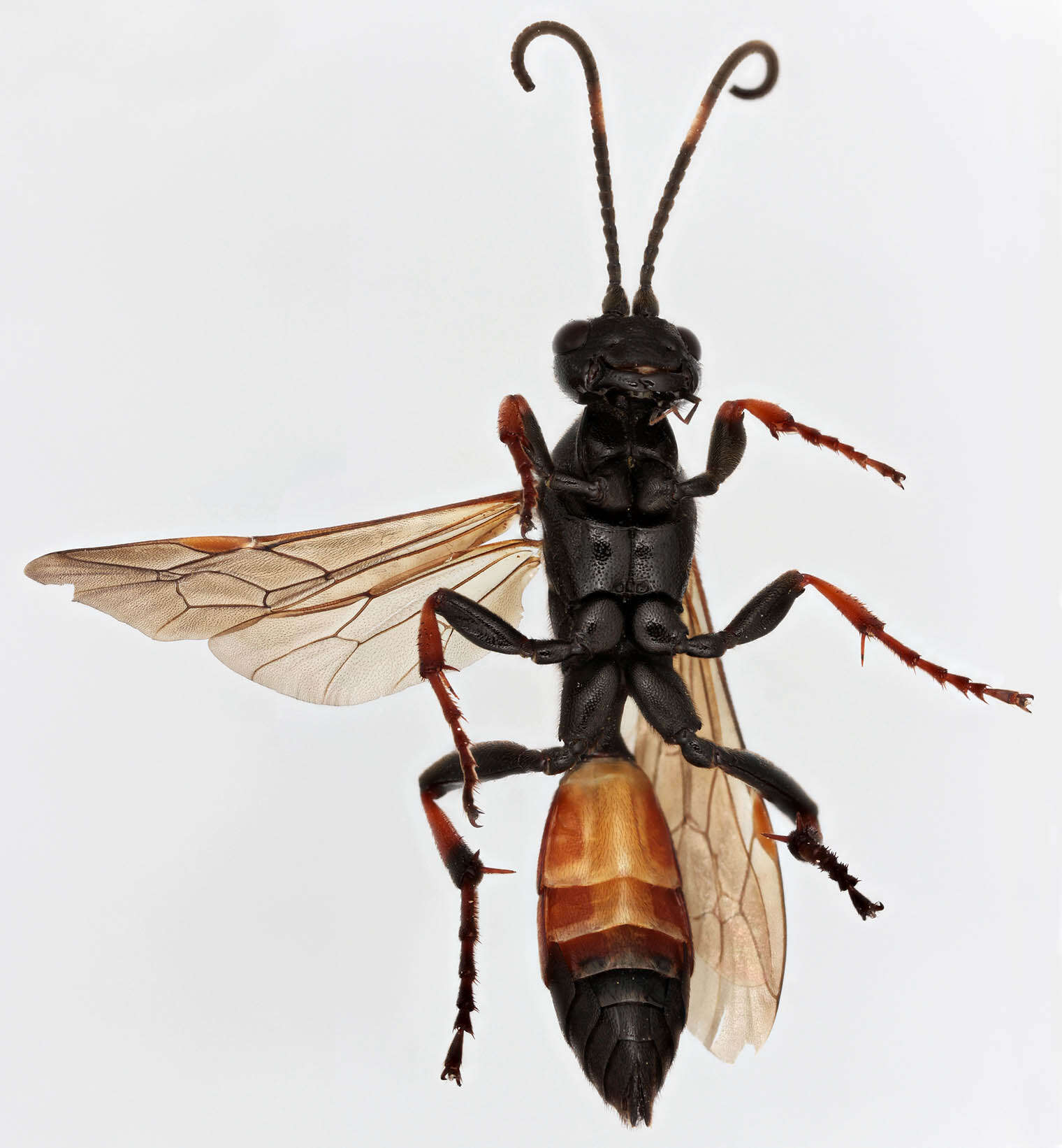 Image of Ichneumon bucculentus Wesmael 1845