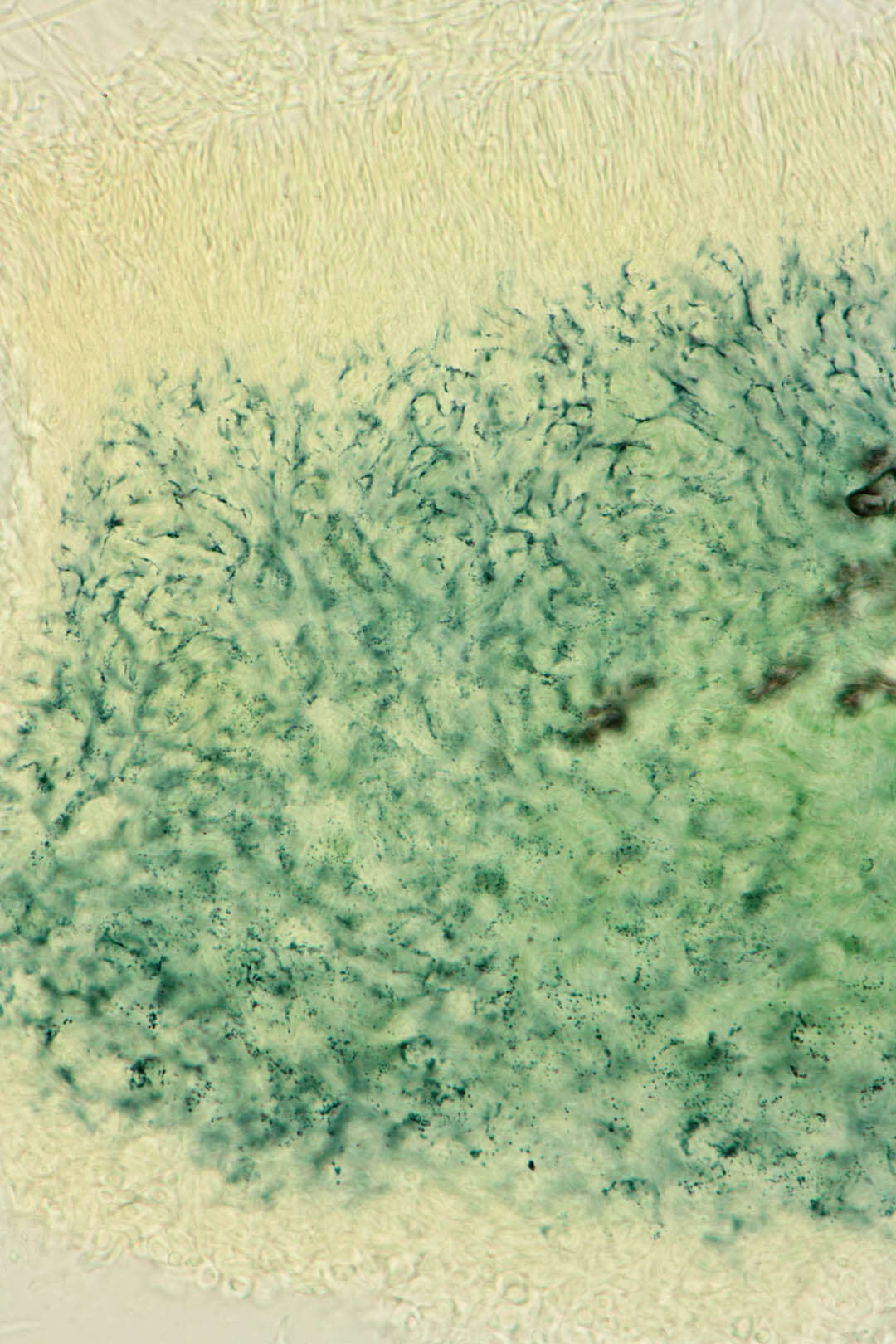 Image of Chlorociboria aeruginascens (Nyl.) Kanouse ex C. S. Ramamurthi, Korf & L. R. Batra 1958