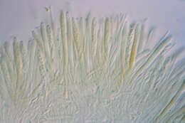 Image of Chlorociboria aeruginascens (Nyl.) Kanouse ex C. S. Ramamurthi, Korf & L. R. Batra 1958