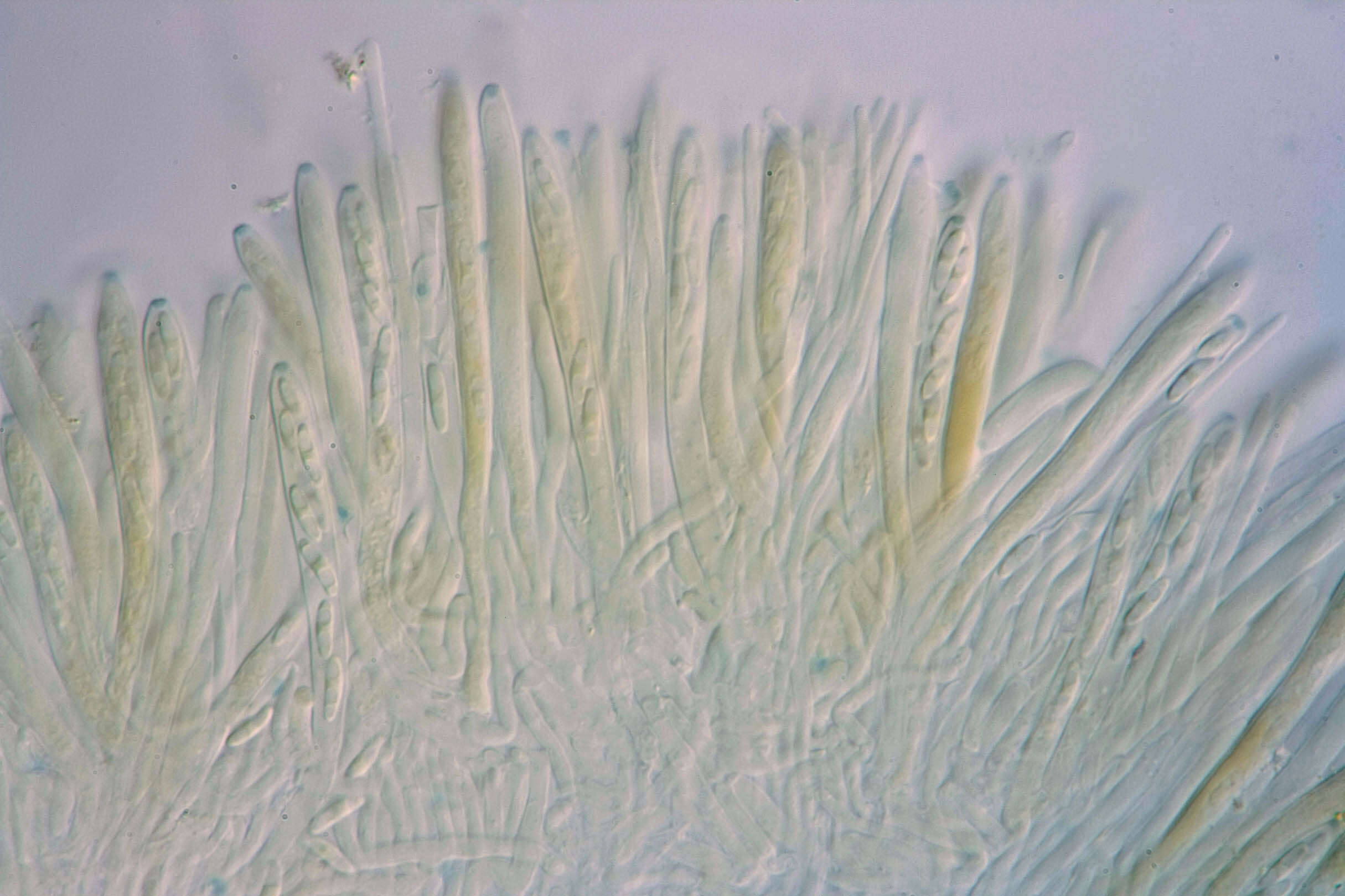 Image of Chlorociboria aeruginascens (Nyl.) Kanouse ex C. S. Ramamurthi, Korf & L. R. Batra 1958