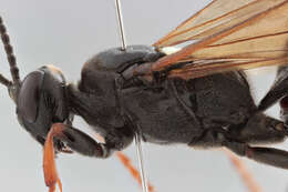 Image of Ichneumon bucculentus Wesmael 1845