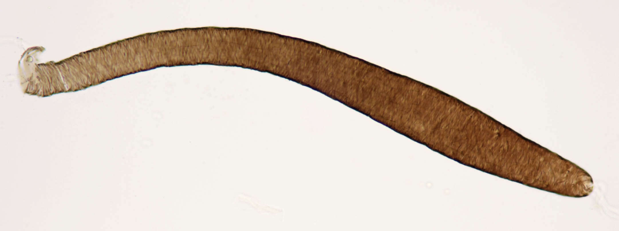 Image de Haematopota pluvialis (Linnaeus 1758)