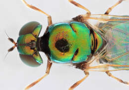 Sivun Microchrysa flavicornis (Meigen 1822) kuva