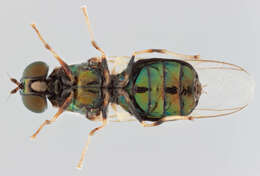 Sivun Microchrysa flavicornis (Meigen 1822) kuva