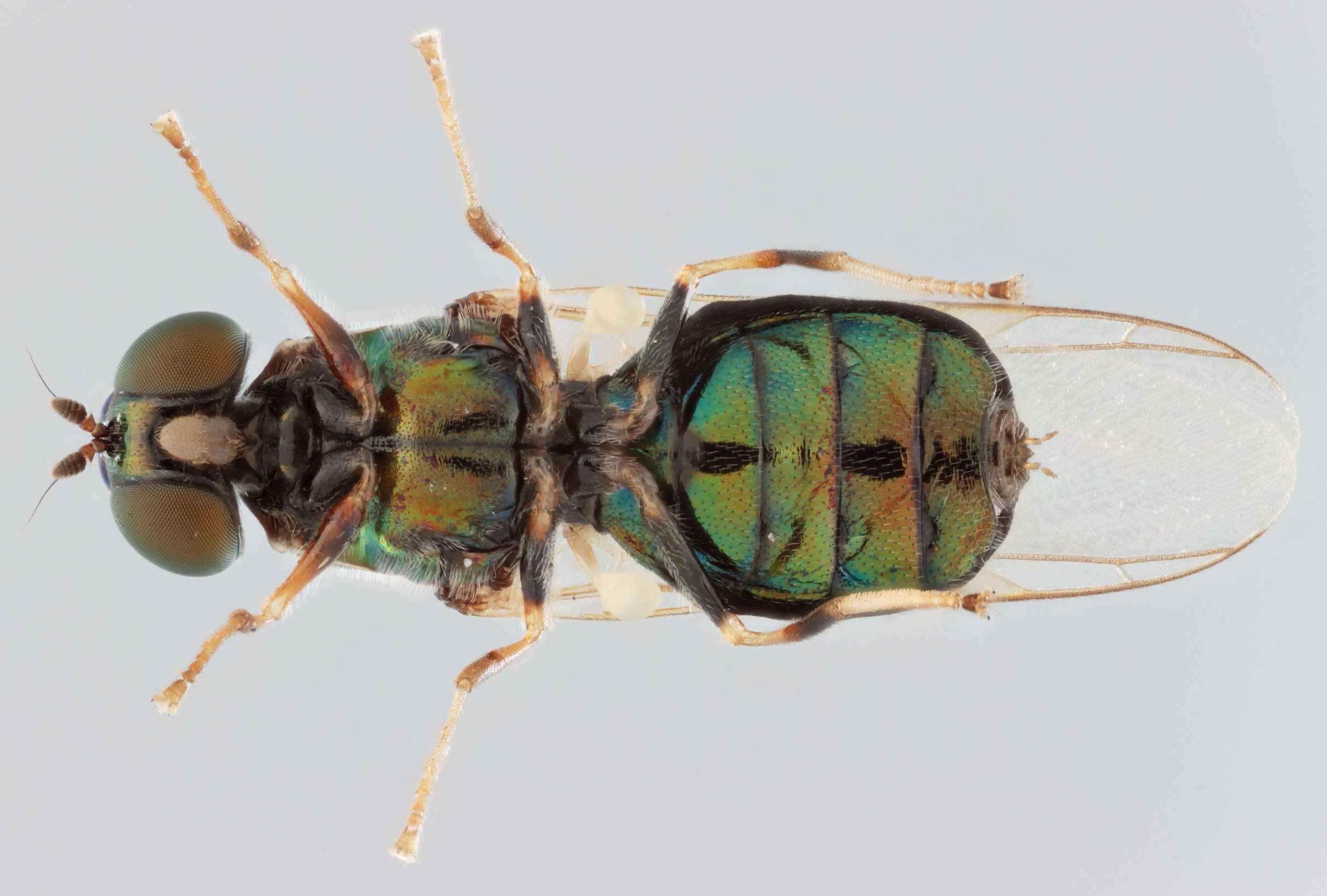 Sivun Microchrysa flavicornis (Meigen 1822) kuva