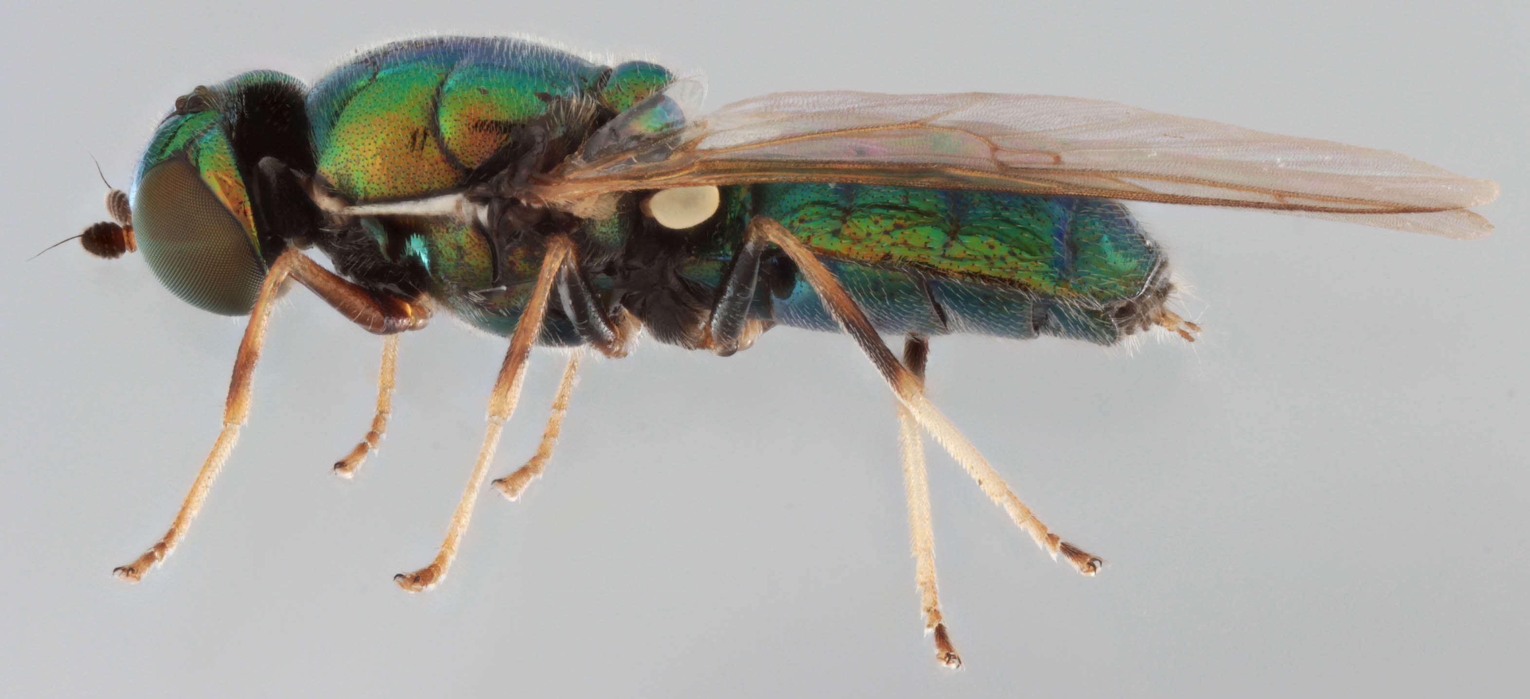 Sivun Microchrysa flavicornis (Meigen 1822) kuva