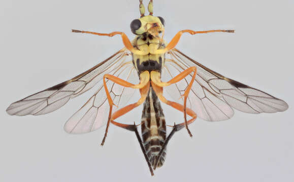 Image of Syrphoctonus tarsatorius (Panzer 1809)