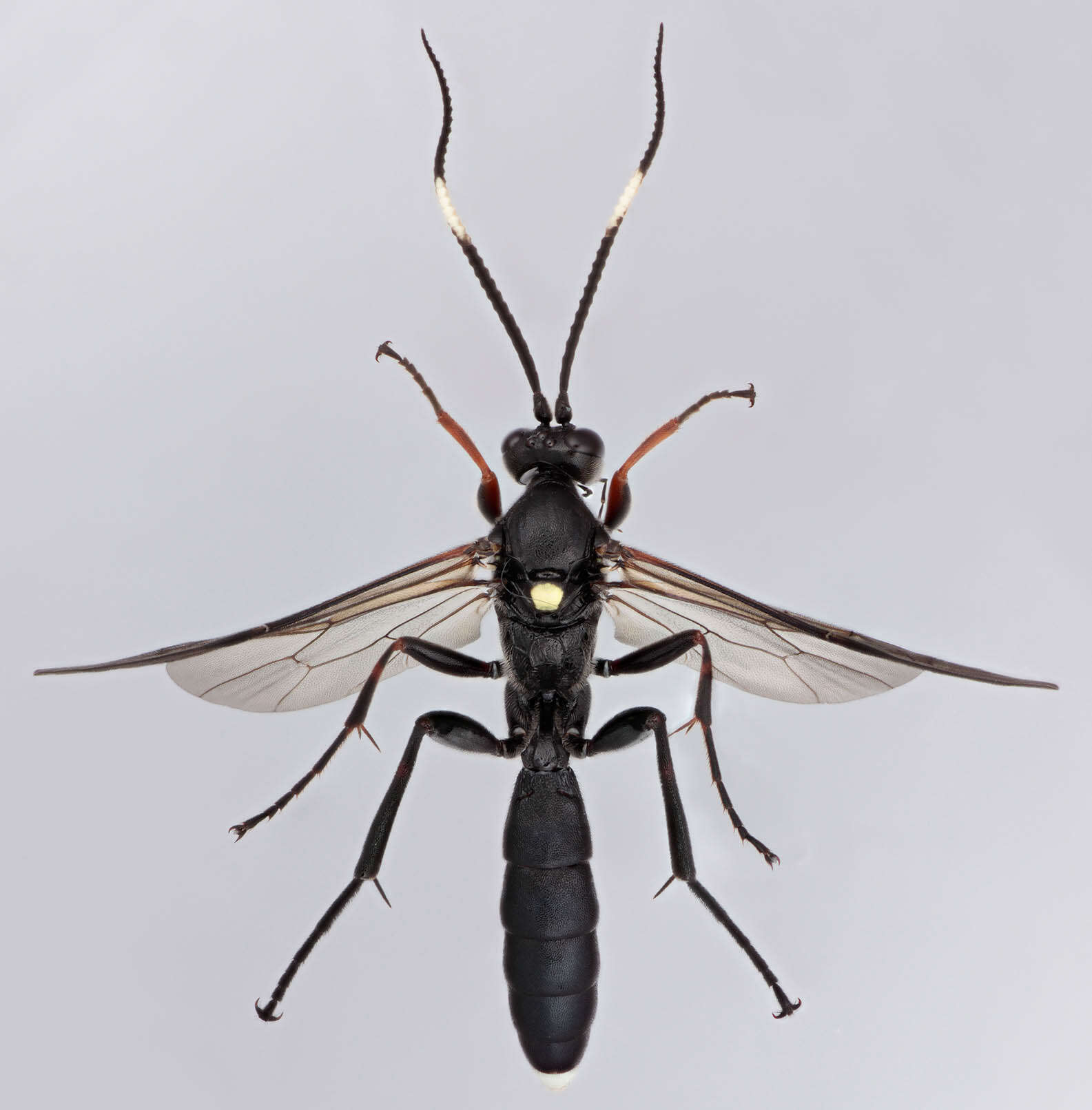 Image of Vulgichneumon saturatorius (Linnaeus 1758)