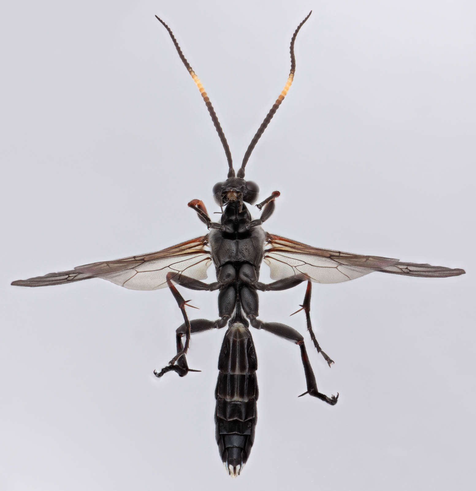 Image of Vulgichneumon saturatorius (Linnaeus 1758)