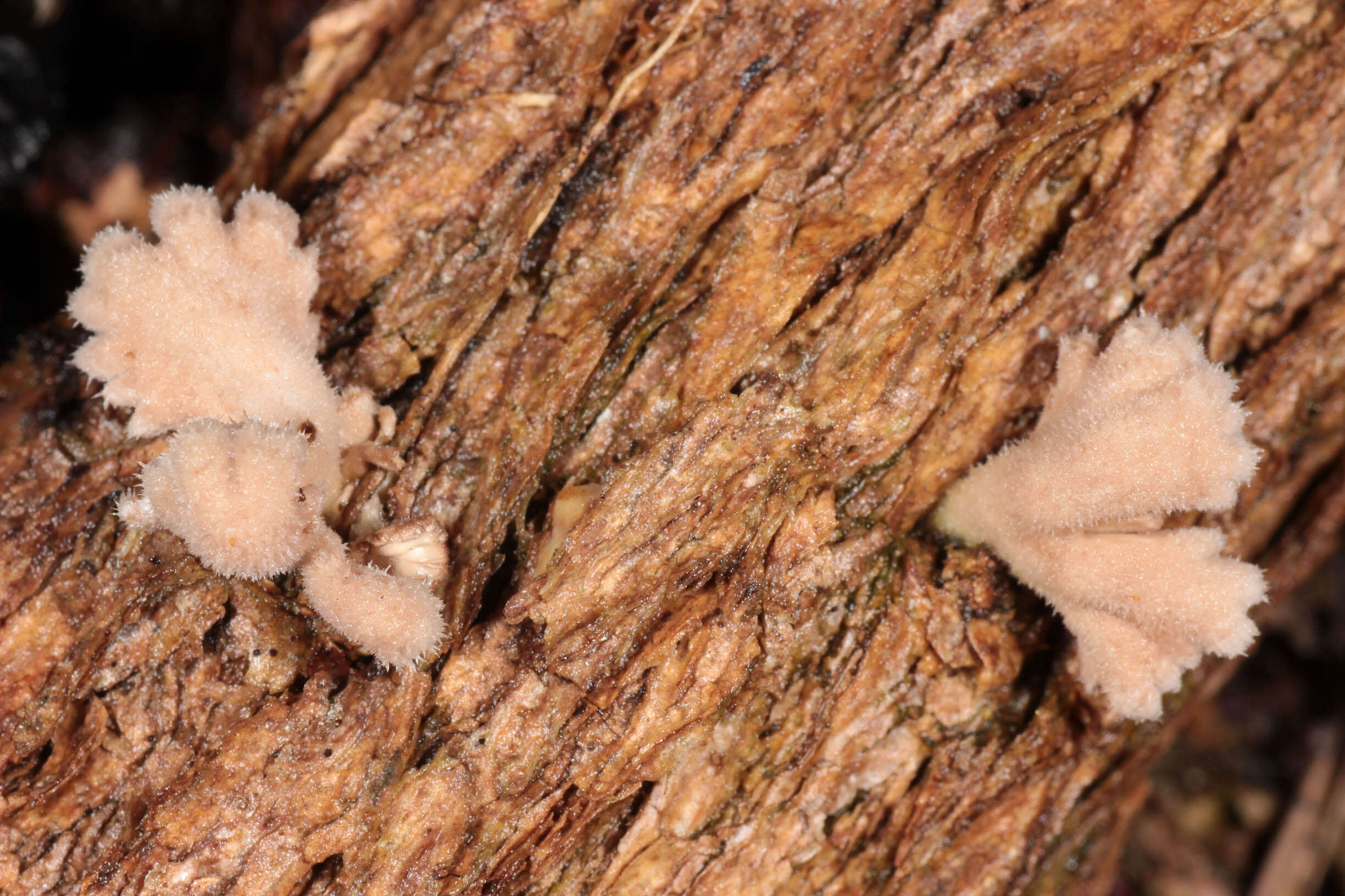 Image of Schizophyllum