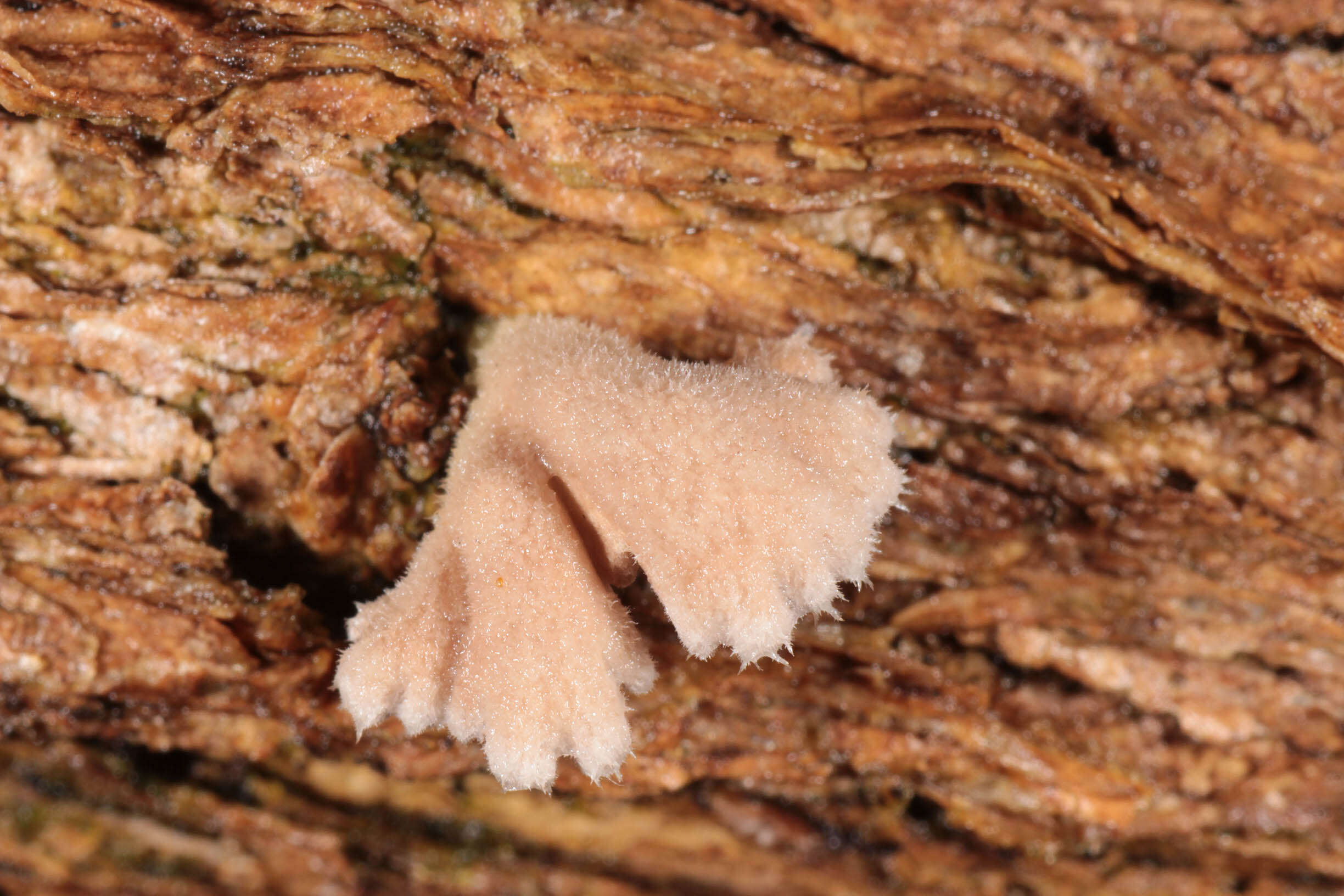 Image of Schizophyllum