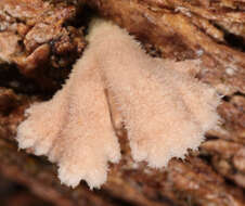 Image of Schizophyllum