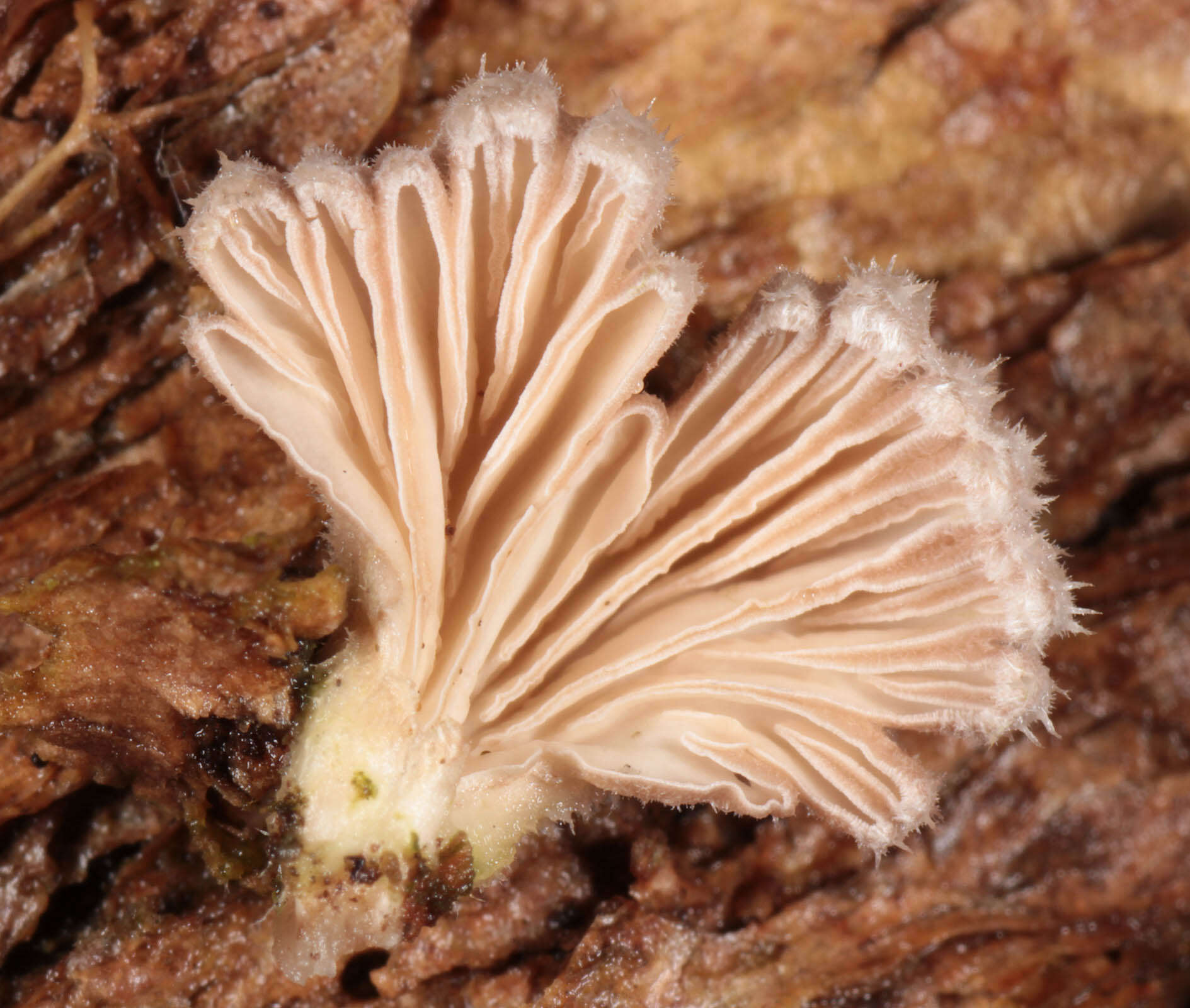 Image of Schizophyllum