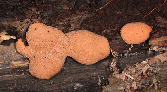 Image of Tubifera ferruginosa