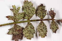 Image de Puccinia pimpinellae (F. Strauss) Link 1824