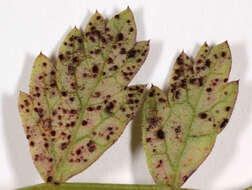 Image de Puccinia pimpinellae (F. Strauss) Link 1824