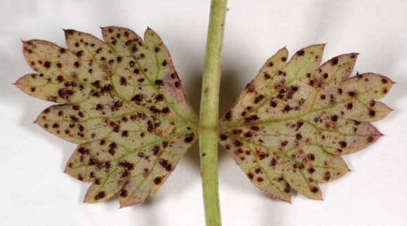 صورة Puccinia pimpinellae (F. Strauss) Link 1824