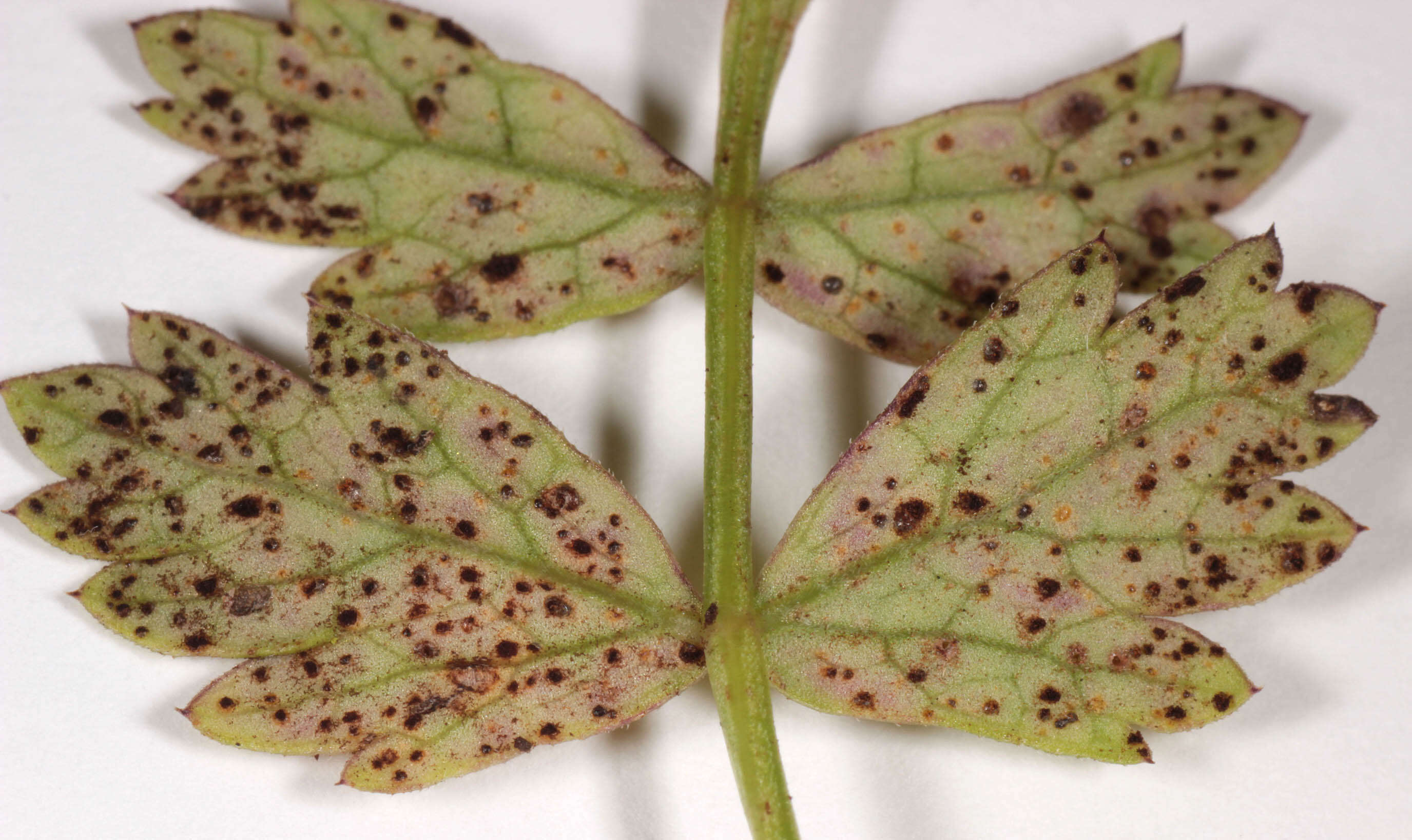 Image de Puccinia pimpinellae (F. Strauss) Link 1824