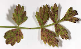 Image de Puccinia pimpinellae (F. Strauss) Link 1824