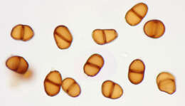 Image de Puccinia pimpinellae (F. Strauss) Link 1824