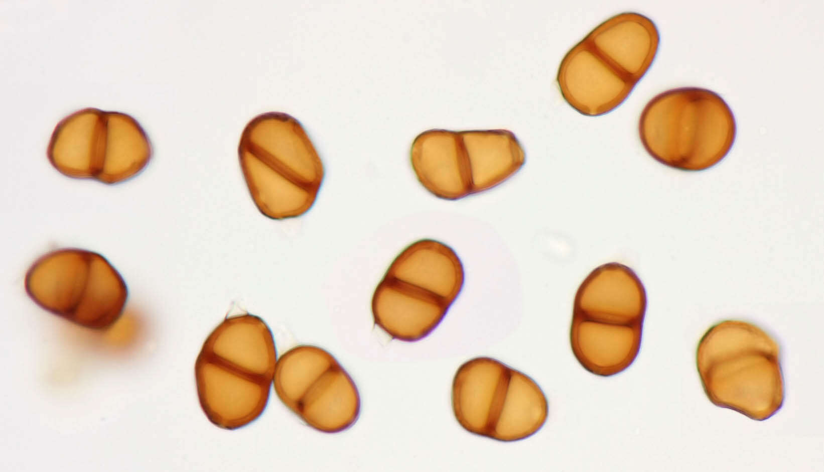 Image de Puccinia pimpinellae (F. Strauss) Link 1824