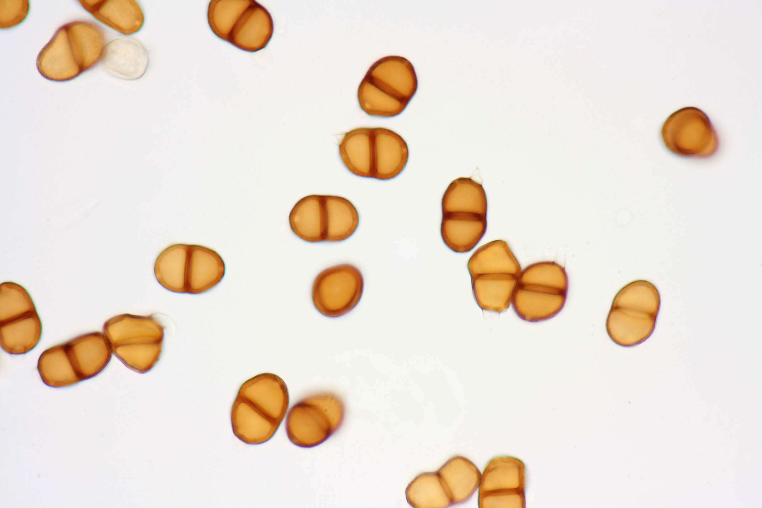 Image de Puccinia pimpinellae (F. Strauss) Link 1824