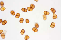 Image de Puccinia pimpinellae (F. Strauss) Link 1824