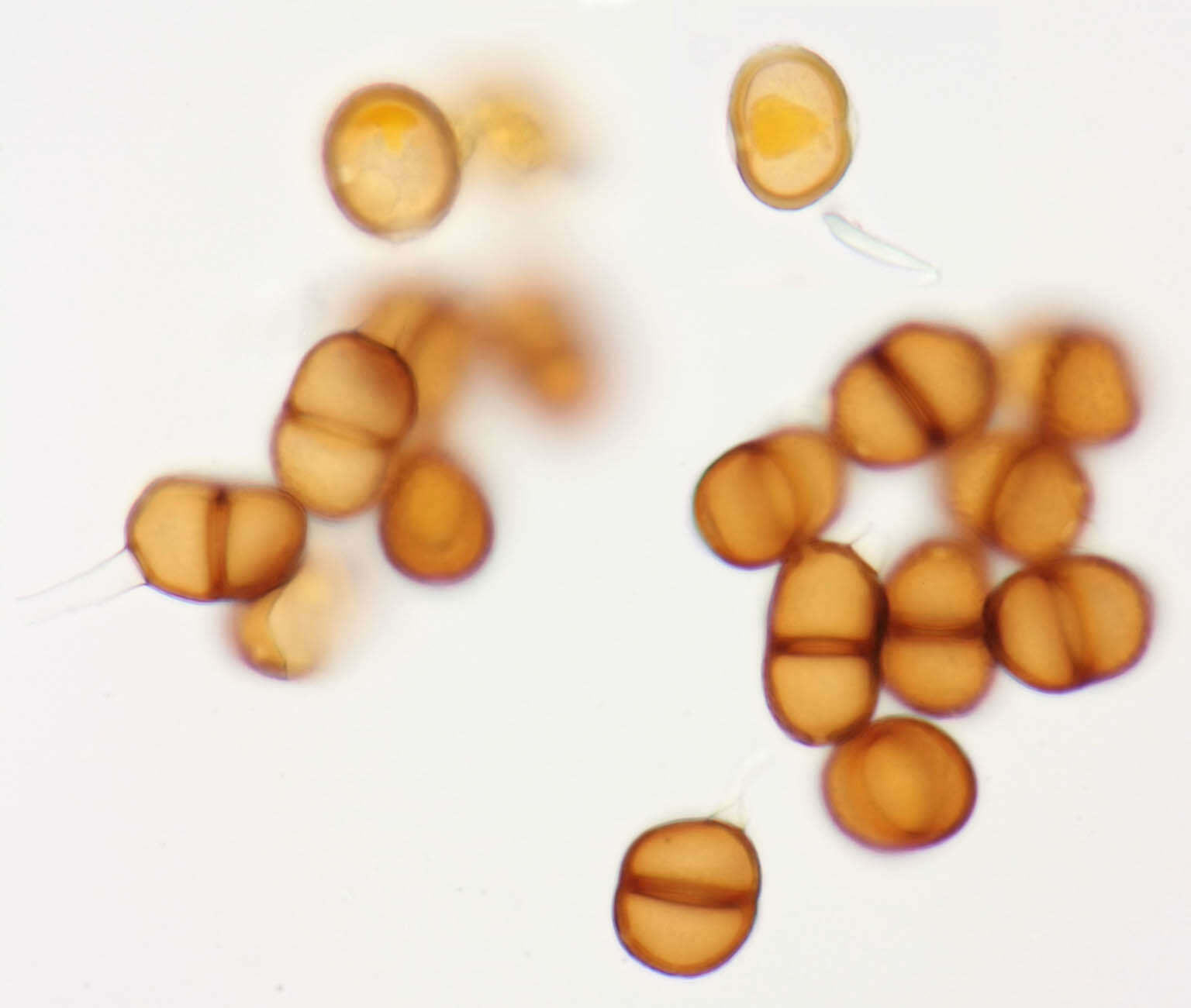 Image de Puccinia pimpinellae (F. Strauss) Link 1824