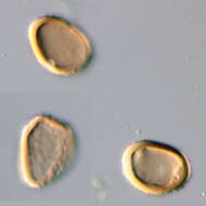 Image de Puccinia pimpinellae (F. Strauss) Link 1824