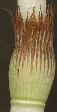 Image of Great Horsetail