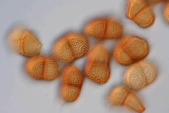 Image de Puccinia pimpinellae (F. Strauss) Link 1824