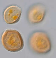 Image de Puccinia pimpinellae (F. Strauss) Link 1824