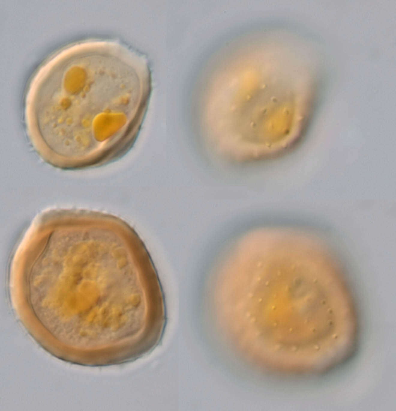 Image de Puccinia pimpinellae (F. Strauss) Link 1824