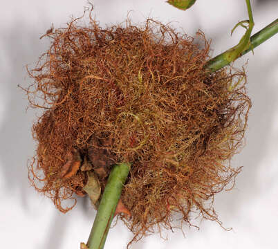 Image of Mossy Rose Gall Wasp