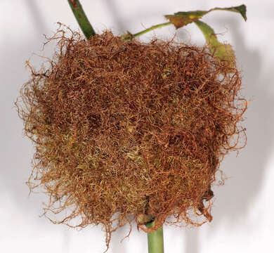 Image of Mossy Rose Gall Wasp