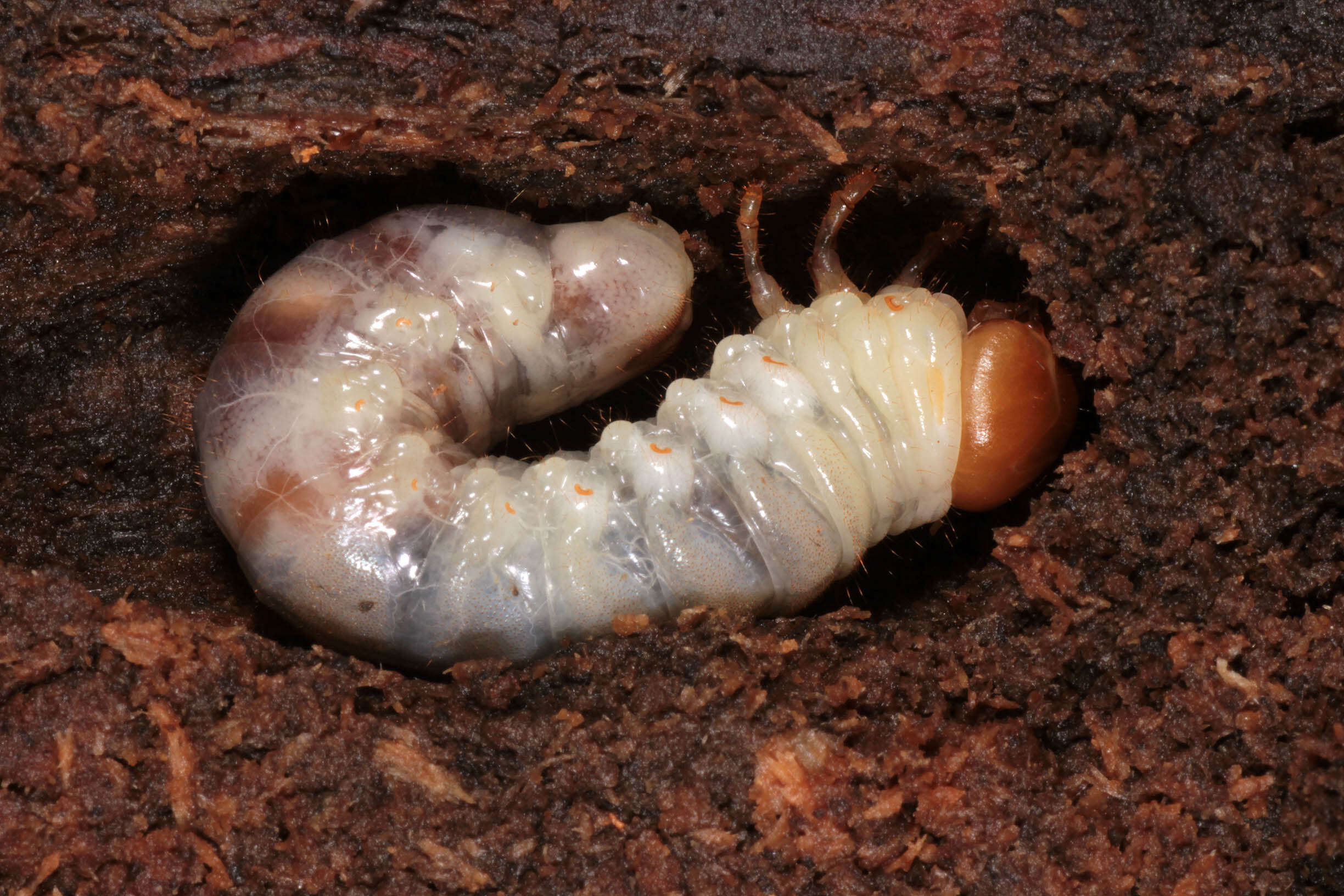 Image of Dorcus parallelipipedus (Linnaeus 1758)