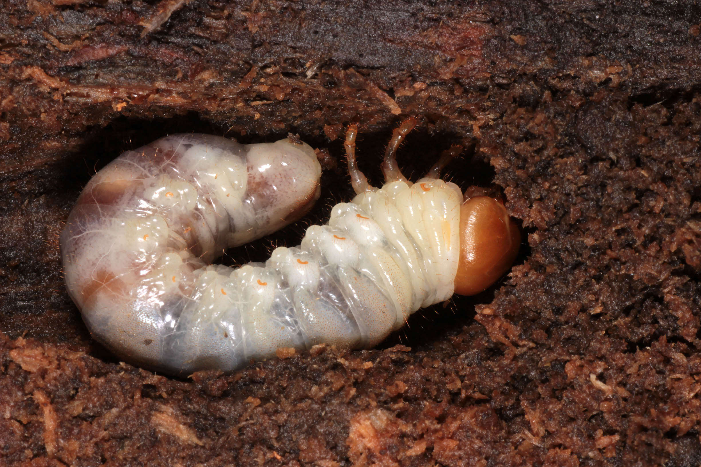 Image of Dorcus parallelipipedus (Linnaeus 1758)