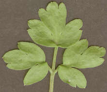 Image of adoxa