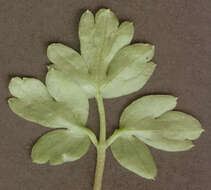 Image of adoxa