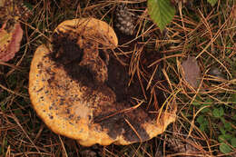 Image of dyer's polypore