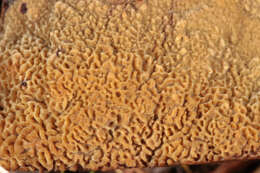 Image of dyer's polypore