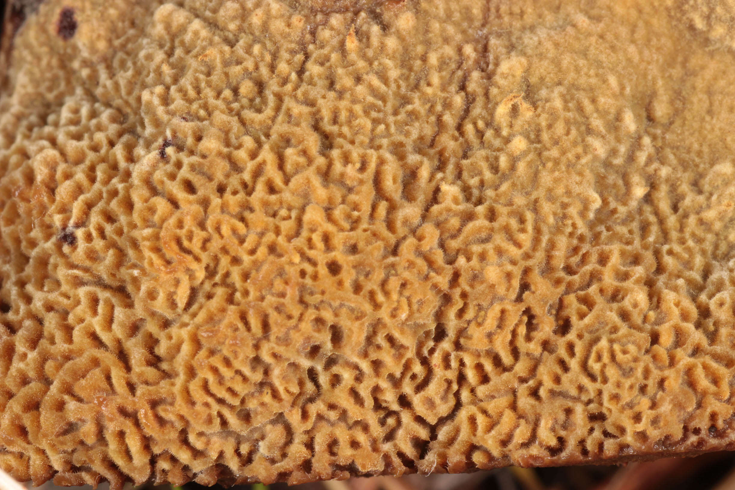 Image of dyer's polypore