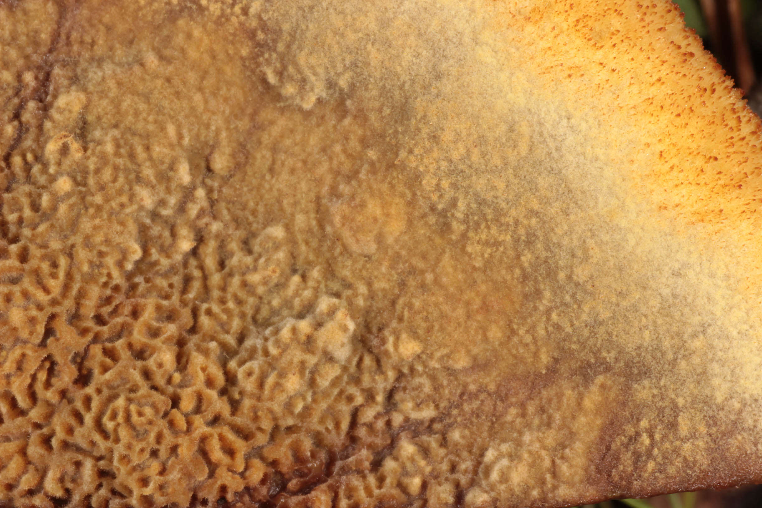 Image of dyer's polypore