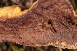 Image of dyer's polypore