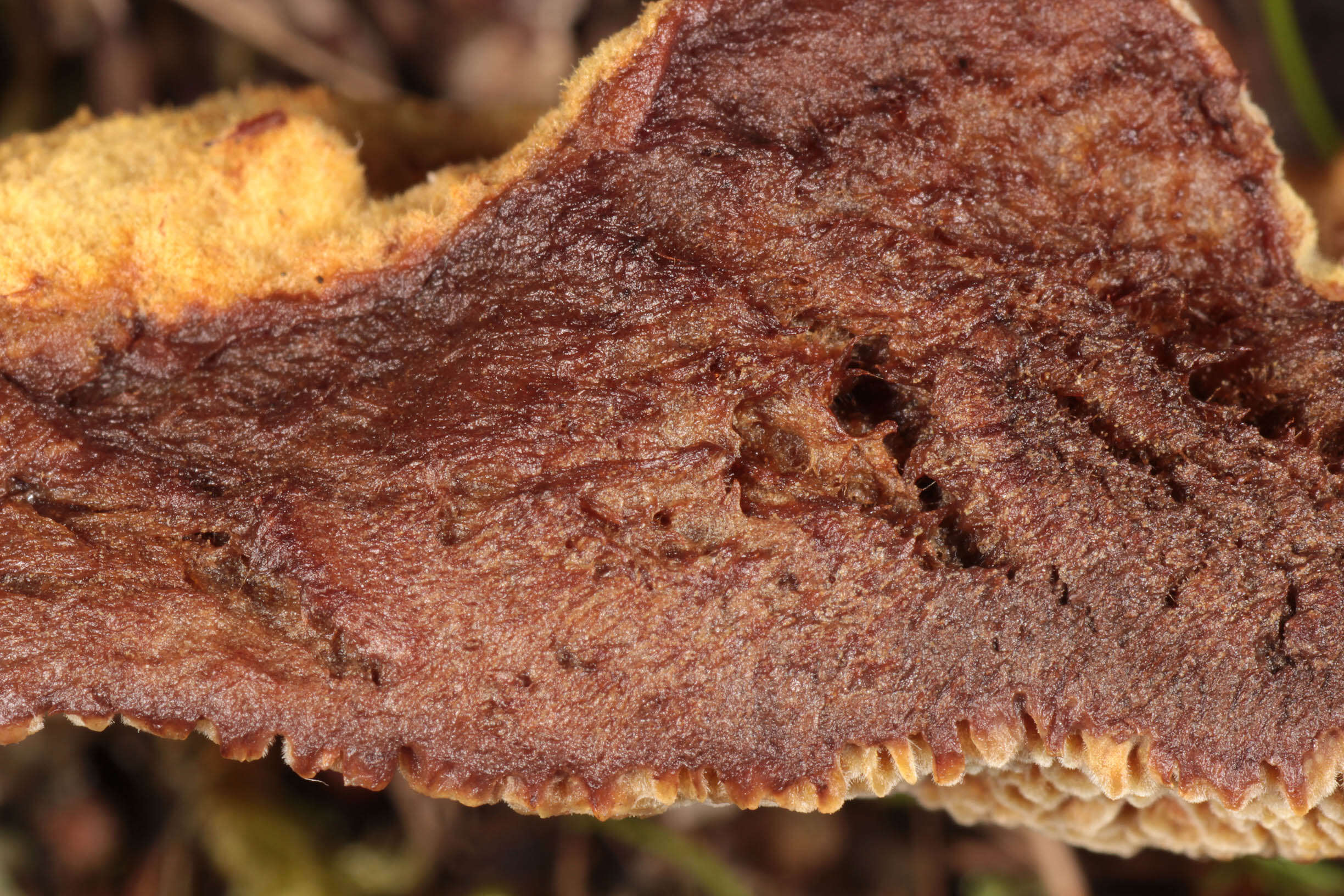 Image of dyer's polypore